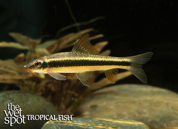 Garra cambodgiensis False Siamese Algae Eater