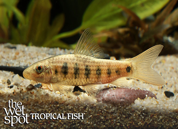 Garra spilota Spotted Garra