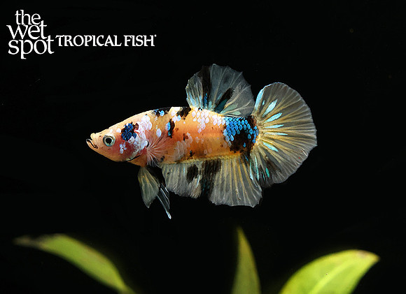Galaxy Koi Plakat Betta