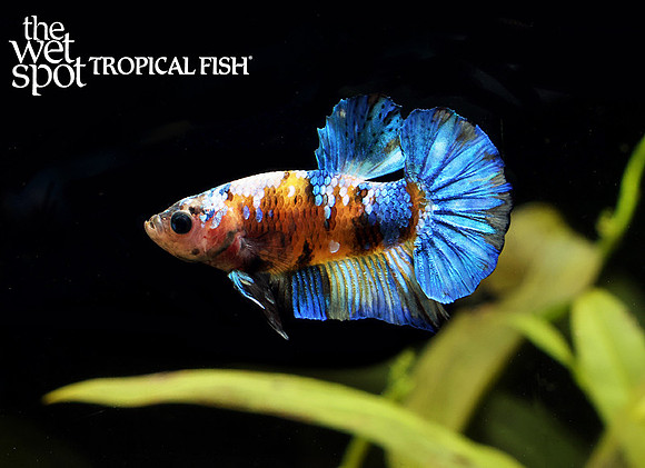 Pikachu Betta