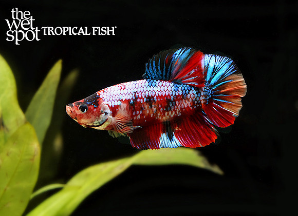 Fancy Dragon Plakat Betta