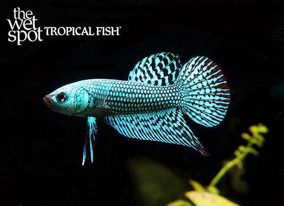 Plakat Green Alien Betta