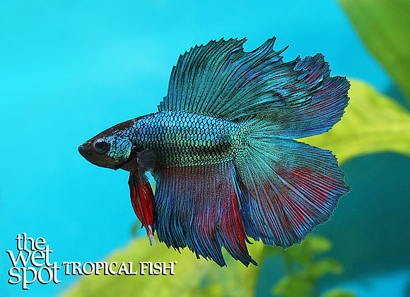 half moon double tail betta