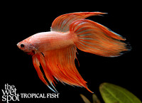 veiltail betta