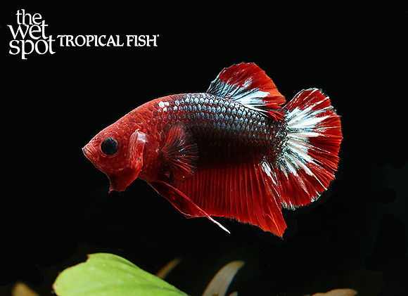 red startail betta