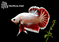 red dragon betta