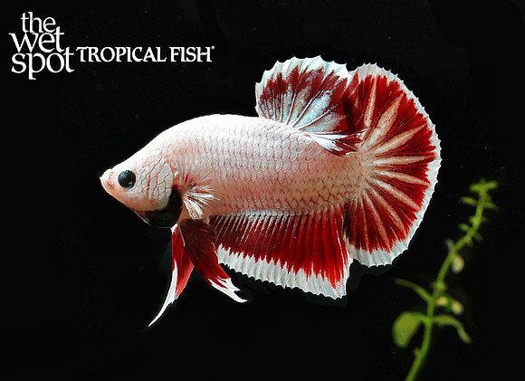 red dragon betta