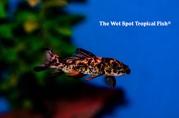 Labeo varigatus - Calico Shark