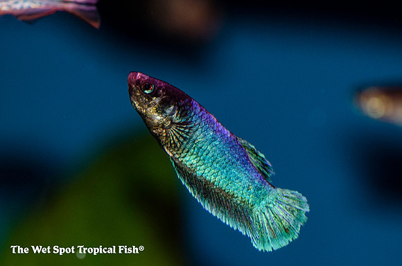 Betta splendens - Female
