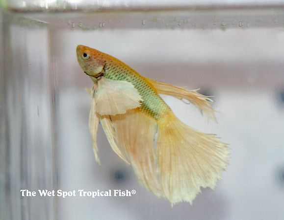 Betta splendens - 'Dumbo' Betta