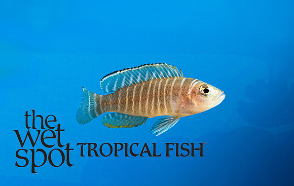 Neolamprologus similis