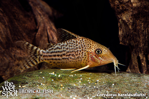 Corydoras haraldschultzi - Mosaic Cory