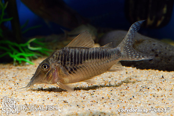 Corydoras sp. C127 - Smoky Cory