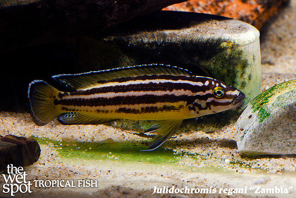 Julidochromis regani "Zambia"