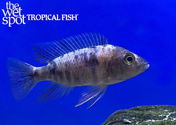 Aulonocara sp. "OB Peacock" "Blue Form"