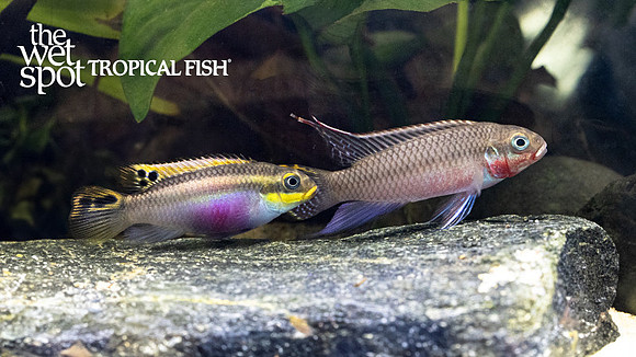 Pelvicachromis taeniatus"Nigerian Red"