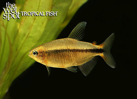 Erythrocharax altipinnis Unicorn Tetra
