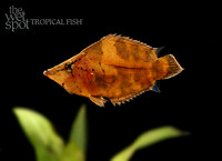 Monocirrhus polyacanthus South American Leaf Fish E77A0558