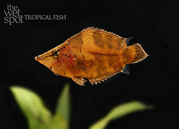 Monocirrhus polyacanthus South American Leaf Fish E77A0558
