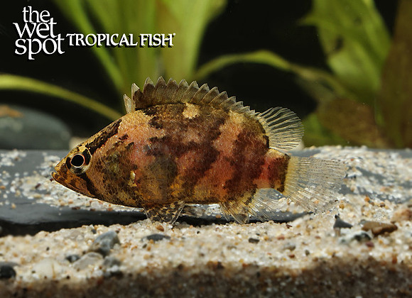 Nandus nebulosus Asian leaf fish
