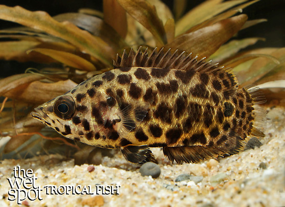 Ctenopoma acutirostre leopard bushfish