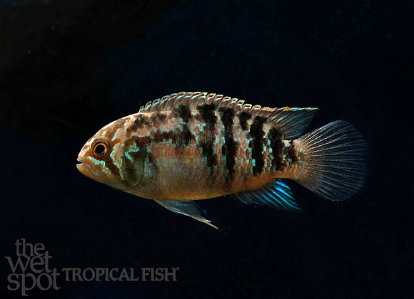 female zebra acara