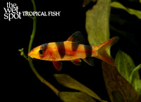 clown loach