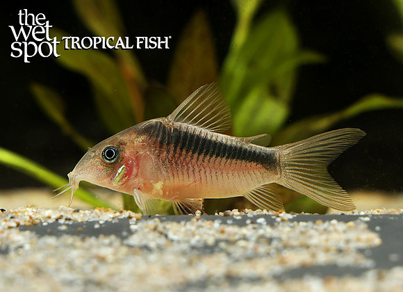 Corydoras zygatus black band cory