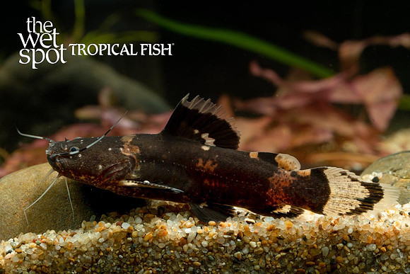 Bathrochoglanis raninus - Bumblebee Jelly Catfish