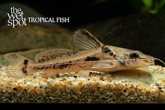 Goeldiella eques eques - Horsehead Pimelodid