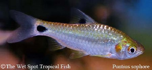 Puntius sophore - Pyramid Barb