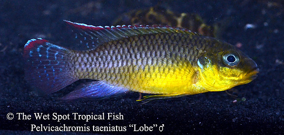Pelvicachromis kribensis "Taeniatus Lobe" ♂