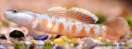 Scarlet Goby - Rhinogobius zhoui