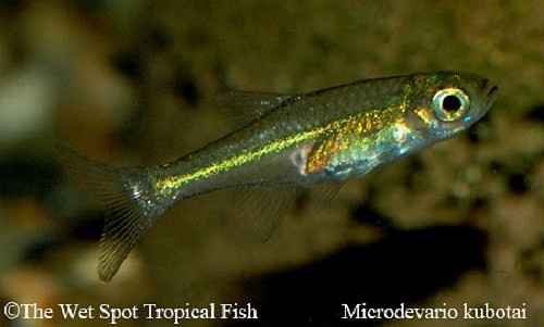 Microdevario kubotai - Green Rasbora