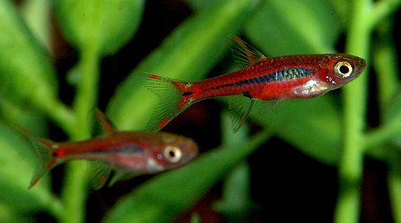 Boraras brigittae - Chili Rasbora