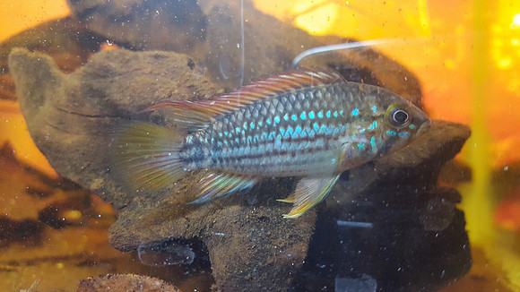 Apistogramma sp. "Totoya"