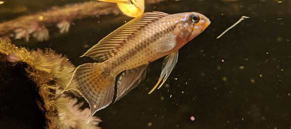 Apistogramma uaupesi "Rio Jufari" F1