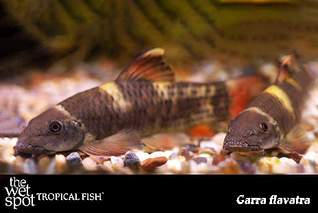 Garra flavatra - Panda Garra