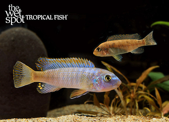 Labeotropheus trewavasae "RT x OR"