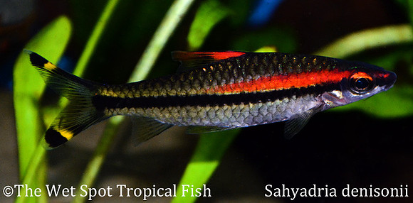 Sahyadria denisonii - Roseline Shark