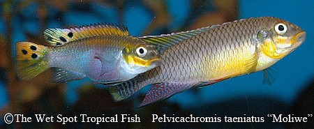 Pelvicachromis kribensis "Taeniatus Moliwe" ♂♀