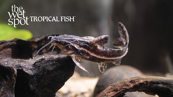 Orinocodoras eigenmanni "Orinoco Talking Catfish"