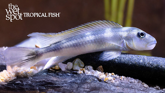 Steatocranus tinanti "Slender Buffalo Head"