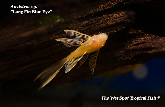 Ancistrus sp. - Long Fin Blue Eye Albino