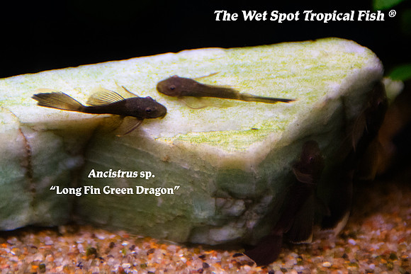 Ancistrus sp. Long Fin Green Dragon
