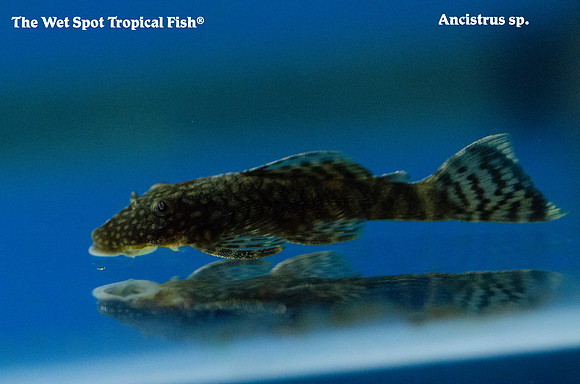 Ancistrus sp.