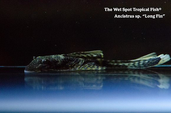 Ancistrus sp. "Long Fin"