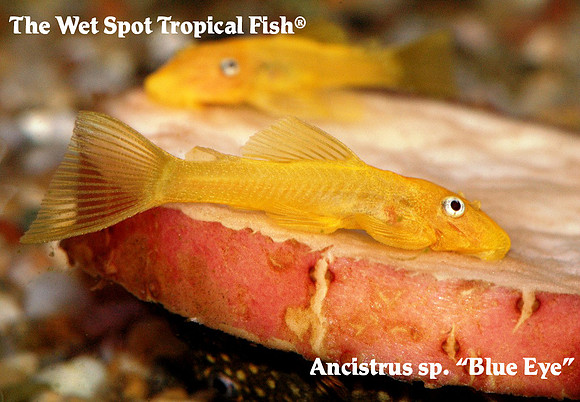 Ancistrus sp. "Blue Eye"