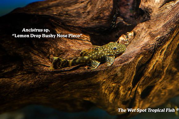 Ancistrus sp. Lemon Drop Bushy Nose Pleco