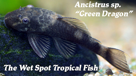 Ancistrus sp. - "Green Dragon"
